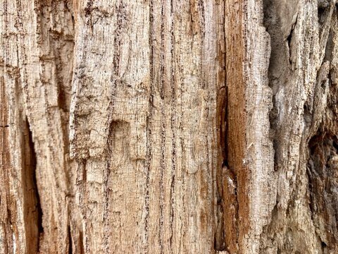 Tree bark displays deeply grooved patterns and rough weathered textures across its surface.