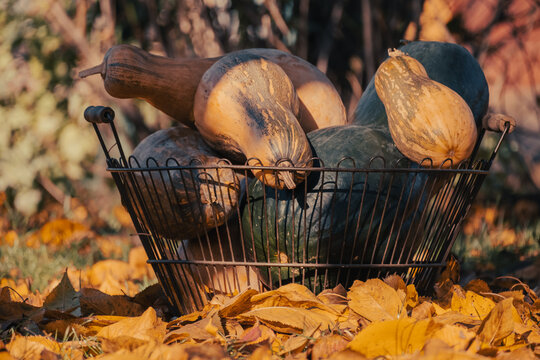Winter Squashes And Pumpkins In Wire Basket On Fallen Yellow Leaves. Golden Autumn Harvest In Garden. Thanksgiving Season Concept