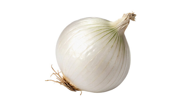 Single whole fresh raw white onion bulb isolated on transparent background