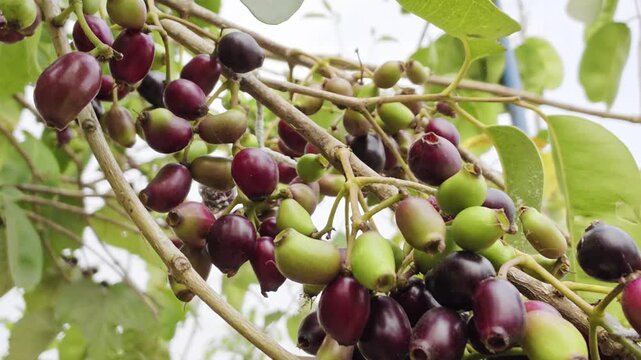 Ripe java plum syzygium cumini fruit cluster