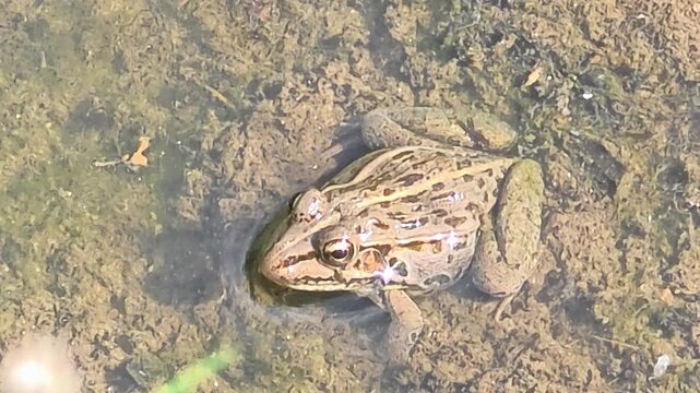 Top View of Frog Resting in Shallow Clear Water Close Up

 