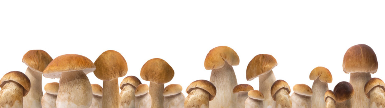 Set collection of different Boletus edulis (king bolete),  penny bun, cep, porcini, mushroom isolated on transparent or white background png