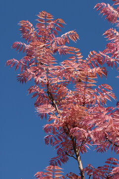 Feuillage rose du Toona sinensis Flamingo au printemps	