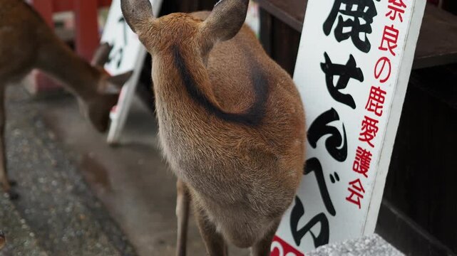 鹿せんべいを欲しがる鹿 奈良県