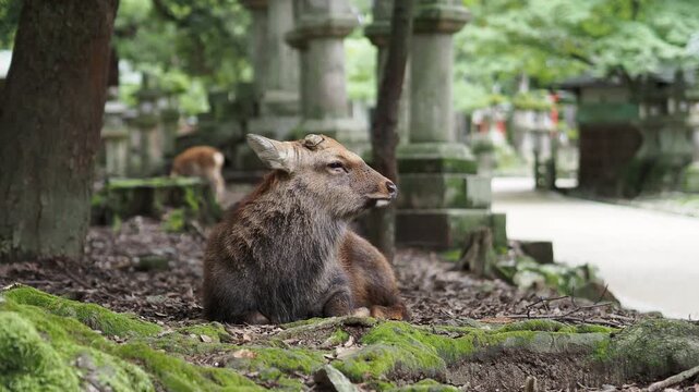 奈良 春日大社参道に佇む鹿
