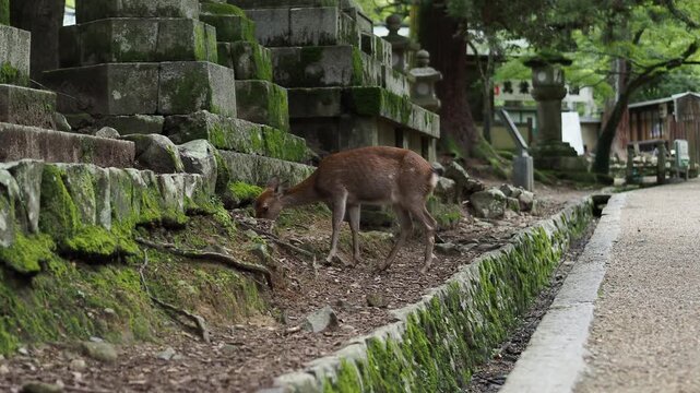 奈良 春日大社参道に佇む鹿