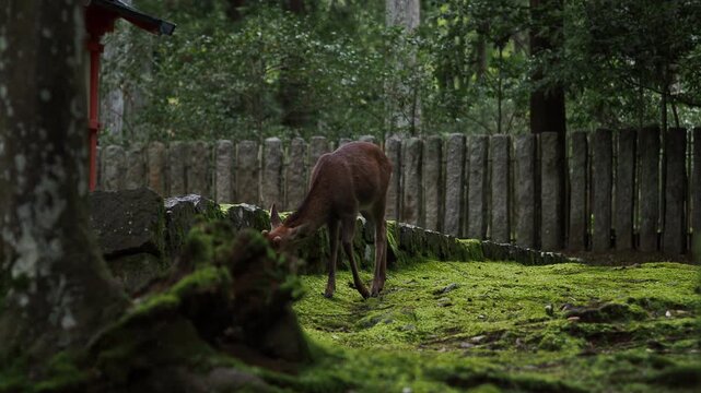 奈良 春日大社参道に佇む鹿