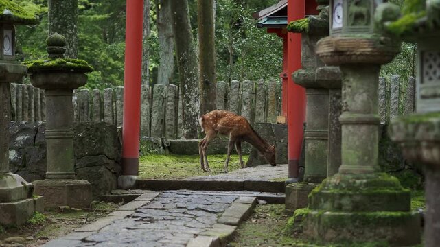 奈良 春日大社参道に佇む鹿