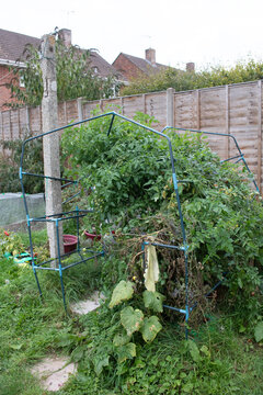 A broken down green house in a garden with overgrown tomato plants