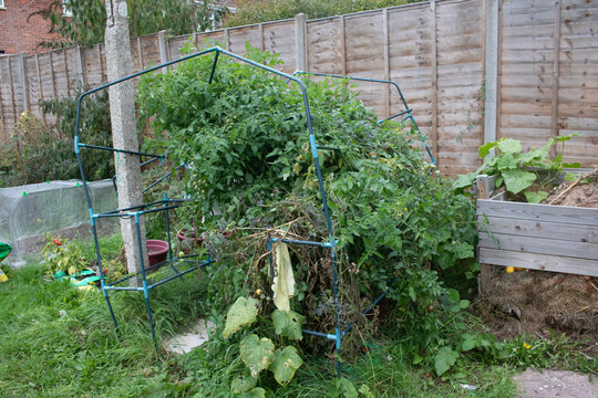 A broken down green house in a garden with overgrown tomato plants
