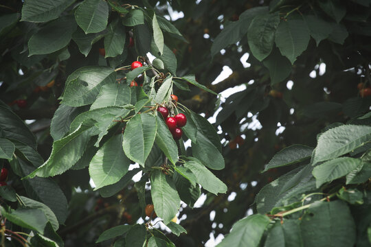 Ripe Red Cherries in the Dense Canopy of the Cherry Tree.