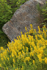 Vibrant yellow loosestrife flowers blooming by a large rock. Lysimachia punctata flowers growing wild next to a stone cliff. © vaitekune