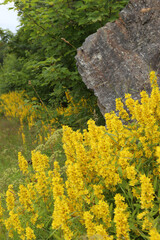 Vibrant yellow loosestrife flowers blooming by a large rock. Lysimachia punctata flowers growing wild next to a stone cliff. © vaitekune