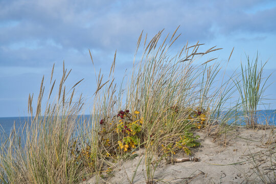 Dune grass on a sand dune in front of the blue sea.