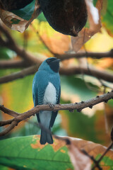 Vibrant Blue Turquoise Tanager Perched Under Tree Canopy. © Martin
