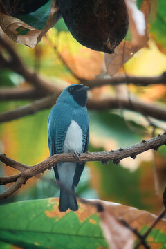 Vibrant Blue Turquoise Tanager Perched Under Tree Canopy.