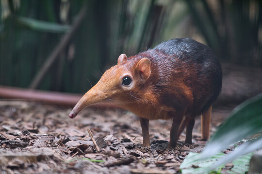 Black and Rufous Elephant Shrew Foraging on Forest Floor.