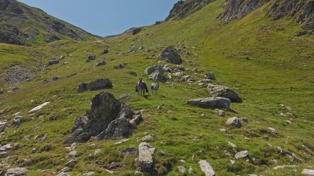 Two Donkeys Grazing Among Highland Boulders