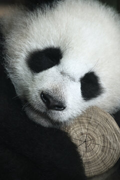 Close up of a sleeping Giant Panda resting on a wooden log.