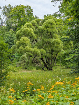 Salix fragilis Knack-Weide Bruch-Weide Habitus