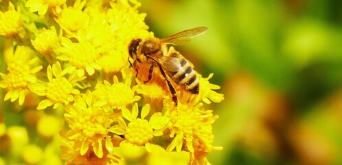 Bee collecting pollen on yellow flower in the garden, bugs and insects wildlife flower close macro detail background © moreidea