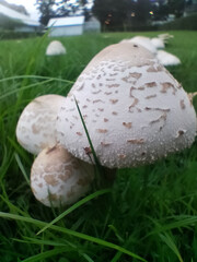 mushroom in the grass © krittika