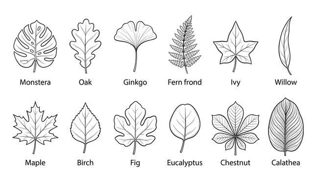 Set of twelve different botanical leaf icons illustrated as black and white line drawings on a white background