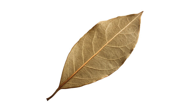 Single dry aromatic brown bay leaf culinary herb isolated on transparent background