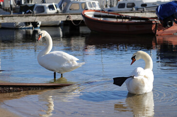 Two mute swans in the water at Strande harbor near Kiel, Germany, with fishing boats and motorboats in the background © PixelHarbor