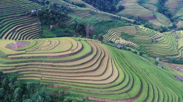 Cinematic drone pan of the surreal, untouched golden rice terraces in Lao Chai near Mu Cang Chai, Vietnam.
