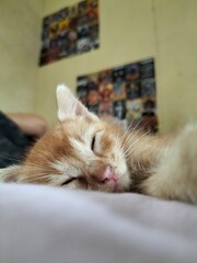 cat © Ajay