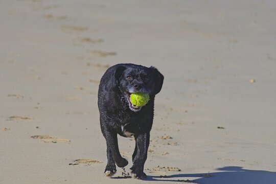 dog on a beach playing with tennis ball