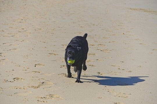 dog on a beach playing with tennis ball