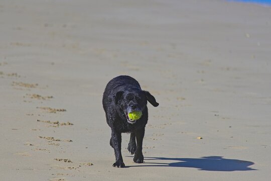 dog on a beach playing with tennis ball