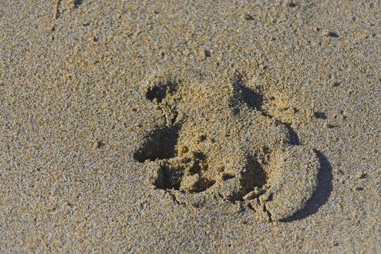 footprints in sand