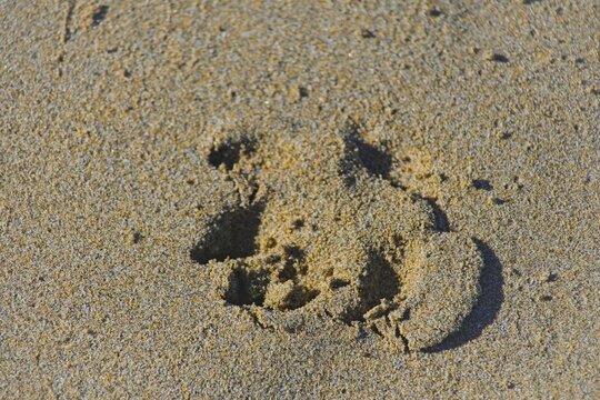 footprints in sand