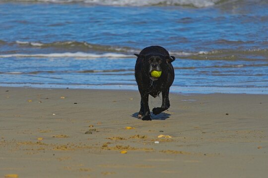 dog on a beach playing with tennis ball