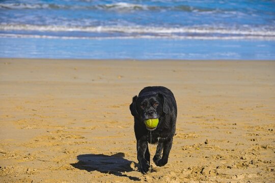 dog on a beach playing with tennis ball