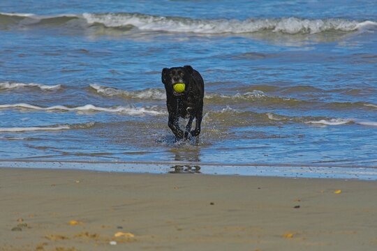 dog on a beach playing with tennis ball