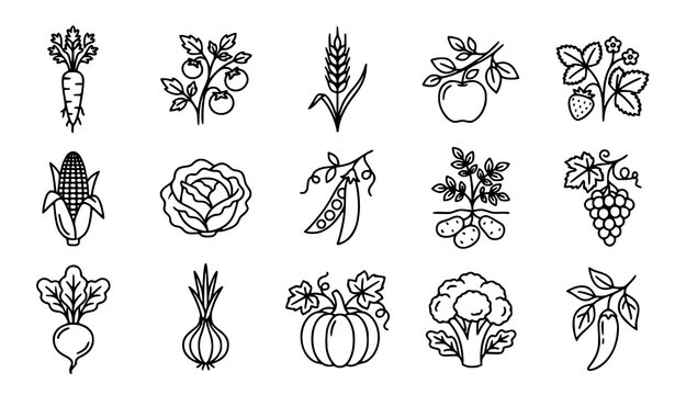 Collection of food plants icon set. in black outline on white background plant symbols healthy food