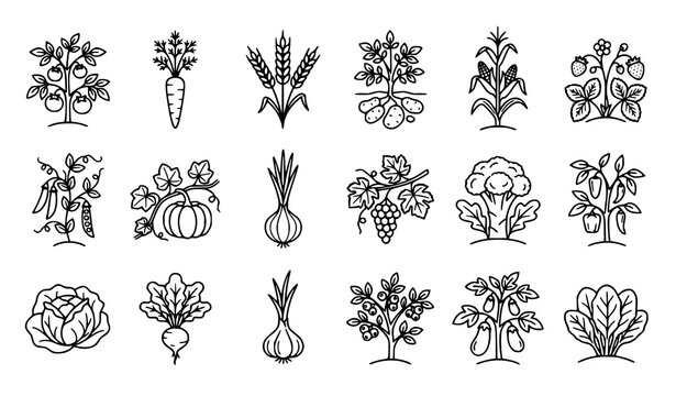 Collection of food plants icon set. in black outline on white background plant symbols healthy food