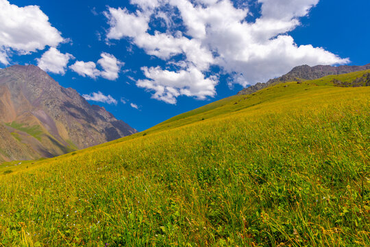 Lush green meadow slopes towards rugged mountains under bright blue sky. Tall grasses and wildflowers create a vibrant foreground, showcasing nature's beauty.