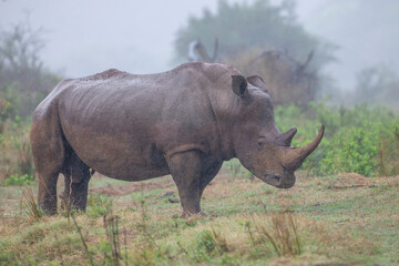 White rhinoceros standing in misty African savanna © fsanchex