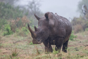 White rhinoceros walking through misty grassland © fsanchex