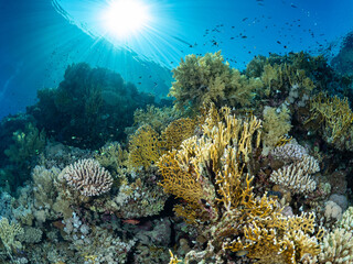 A brilliant suburst lights up a Net Fire Coral (Millepora dichotoma) reef scene in the Red Sea   © Justin