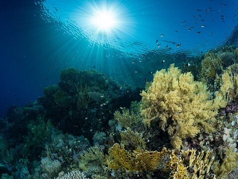 A sunburst shines on a Red Sea reef