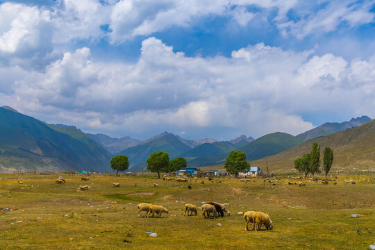 Wide view of rural landscape featuring sheep grazing in a grassy field. Rolling hills and mountains provide a scenic backdrop, with trees and small farm buildings visible.