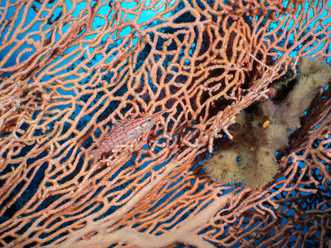 A Longnose Hawkfish (Oxycirrhites typus) waits for prey in its sea fan home

