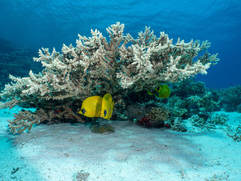 A pair of Masked Butterflyfish (Chaetodon semilarvatus) hide underneath a table coral in the Red Sea

