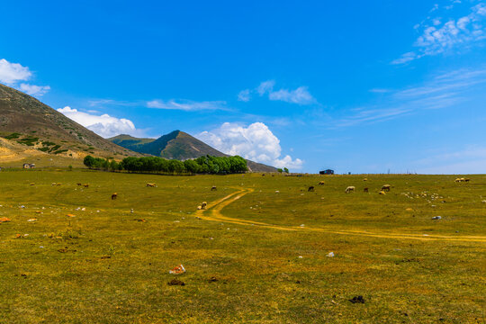 Wide shot captures rural landscape featuring grazing sheep across a grassy field. A dirt track winds through the scene, with trees and rolling hills in the background.